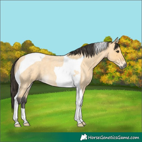 Horse Color:Buckskin Roan Tobiano 