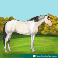 Horse Color:Buckskin Roan Tobiano 