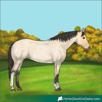 Horse Color:Buckskin Roan Tobiano 
