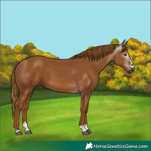 Horse Color:Gray Chestnut 