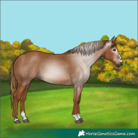 Horse Color:Gray Chestnut