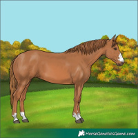 Horse Color:Chestnut 