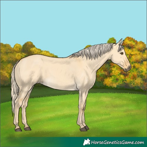 Horse Color:Palomino Dun