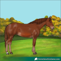 Horse Color:Chestnut 