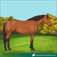 Horse Color:Bay 