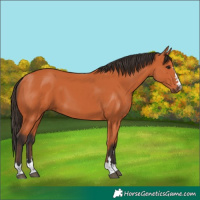 Horse Color:Bay 