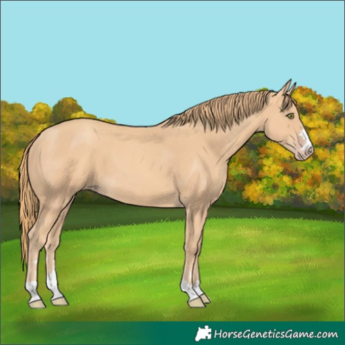 Horse Color:Gold Champagne 