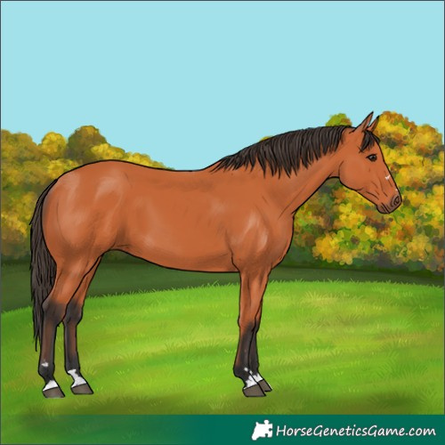 Horse Color:Bay 