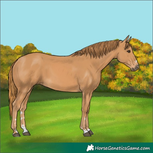 Horse Color:Chestnut 