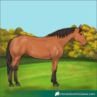 Horse Color:Bay 