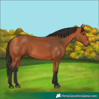 Horse Color:Bay 