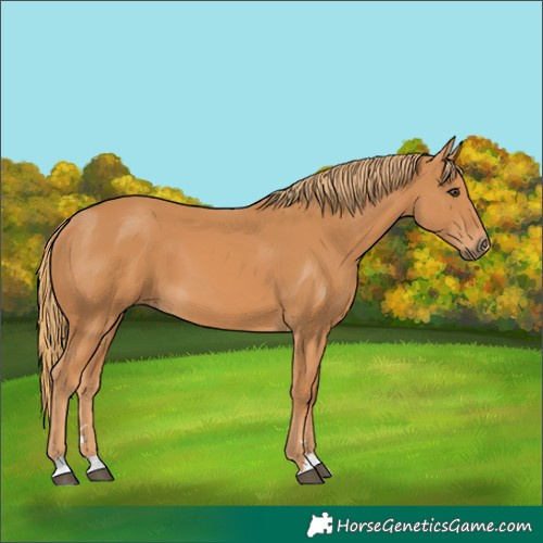 Horse Color:Chestnut 