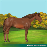 Horse Color:Chestnut 