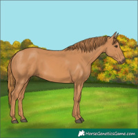 Horse Color:Chestnut 