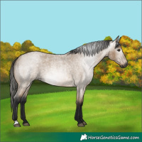 Horse Color:Gray Buckskin Roan 