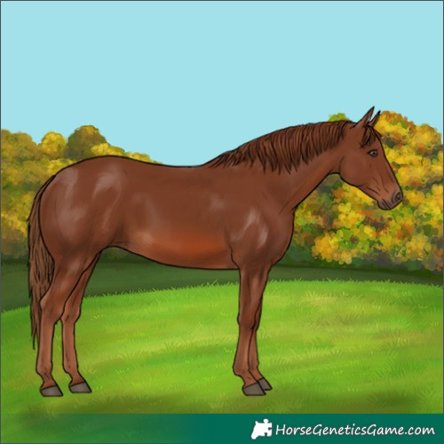 Horse Color:Chestnut 