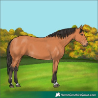 Horse Color:Bay 