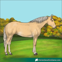 Horse Color:Palomino 