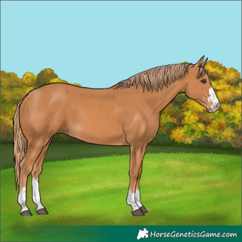 Horse Color:Chestnut 