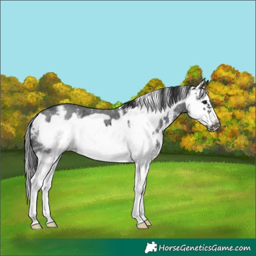 Horse Color:Black Sabino Splash Frame