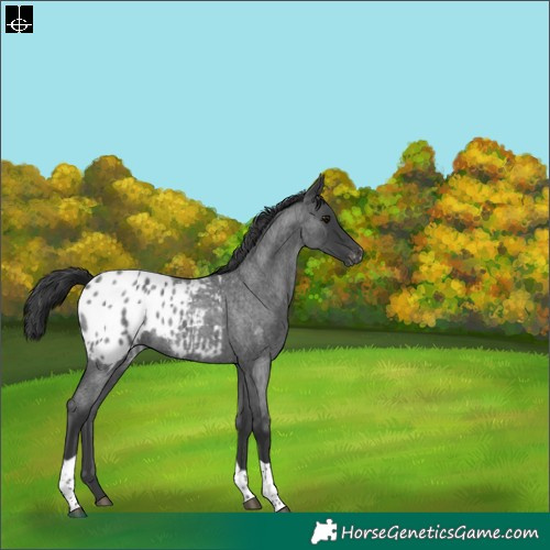 Horse Color:Blue Roan Tobiano Appaloosa