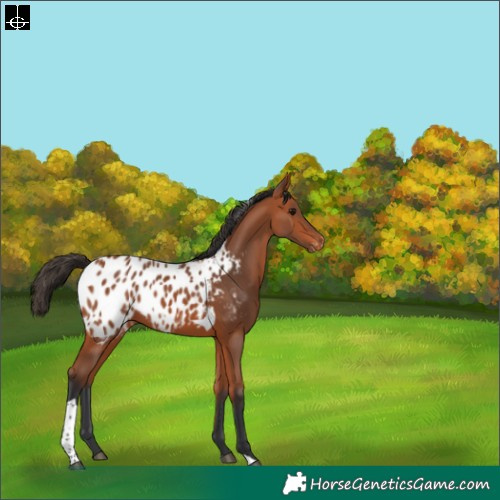 Horse Color:Bay Tobiano Appaloosa 