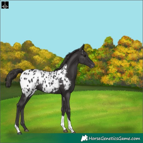 Horse Color:Smoky Black Tobiano Appaloosa 
