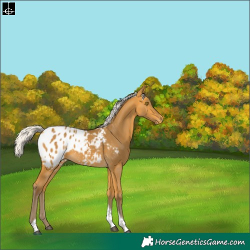 Horse Color:Silver Buckskin Tobiano Blanket 