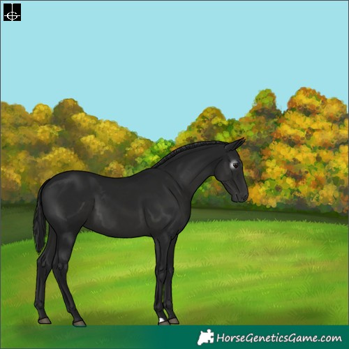 Horse Color:Gray Black 