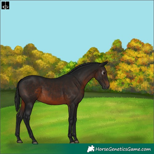 Horse Color:Gray White Spotted Brown