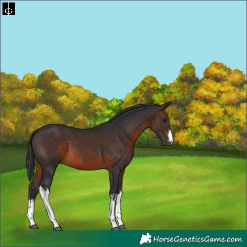 Horse Color:White Spotted Brown