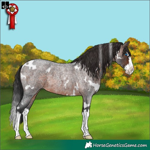 Horse Color:White Spotted Brown Roan Splash Skewed Appaloosa