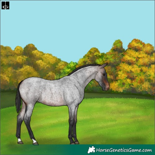 Horse Color:Brown Roan Skewed Appaloosa 