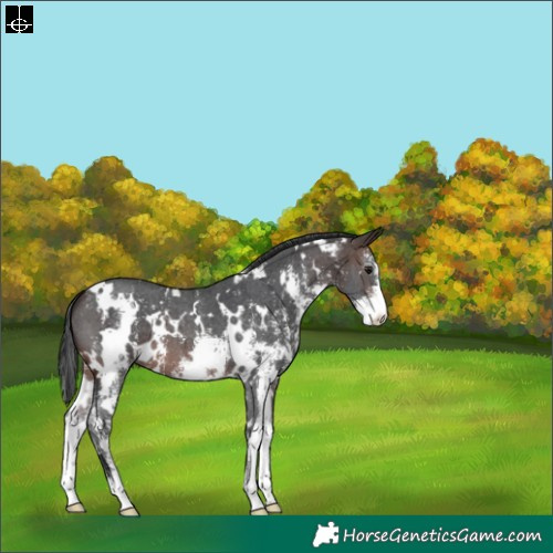 Horse Color:White Spotted Brown Sabino 