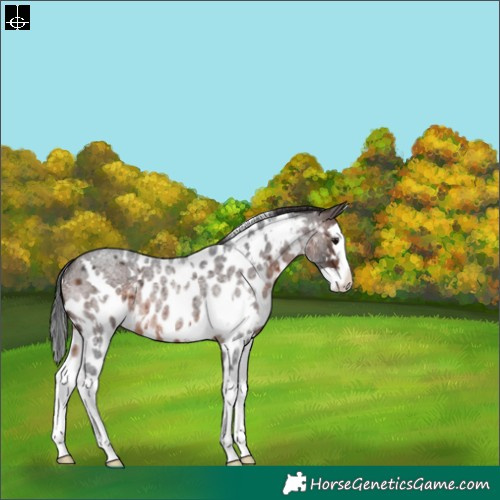 Horse Color:White Spotted Brown Roan Splash Skewed Appaloosa