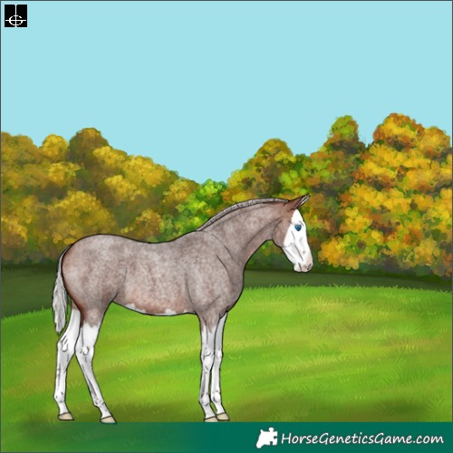 Horse Color:Silver Brown Roan Splash 