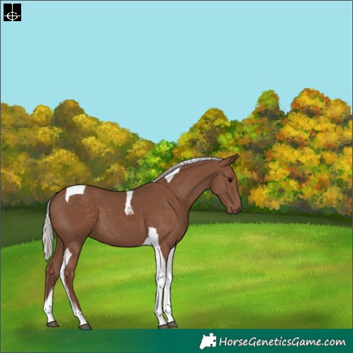 Horse Color:Silver Black Tobiano 