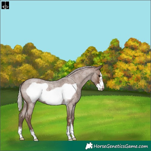 Horse Color:Silver Blue Roan Sabino Frame