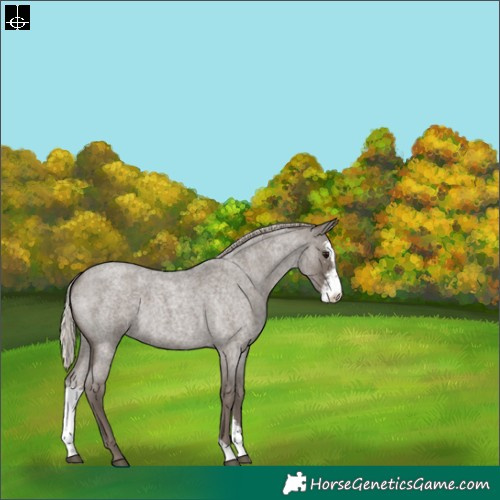 Horse Color:Silver Blue Roan Sabino