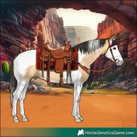 Horse Color:Buckskin Splash Tobiano