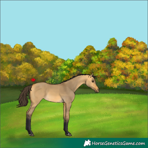 Horse Color:Buckskin Dun 