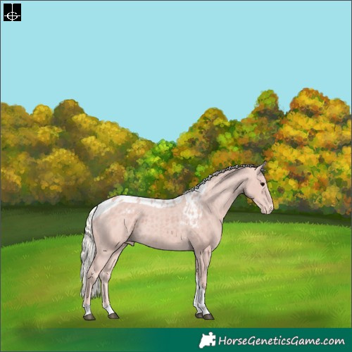Horse Color:Silver Black Tobiano Skewed LP Spotted Rabicano 