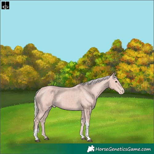 Horse Color:Silver Black Tobiano Skewed LP Spotted Rabicano 