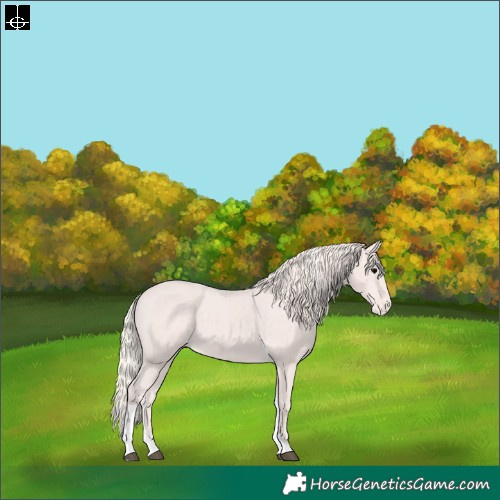 Horse Color:Silver Black Tobiano Skewed LP Spotted 