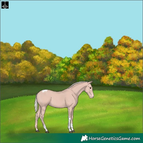 Horse Color:Silver Black Tobiano Skewed Appaloosa