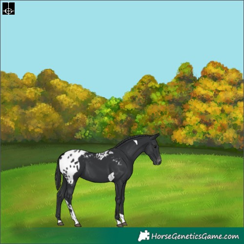 Horse Color:Black Tobiano Skewed Appaloosa 