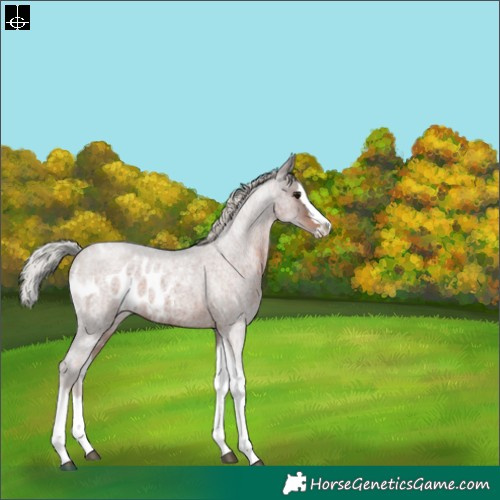 Horse Color:Silver Brown Roan Splash Tobiano Skewed Appaloosa 