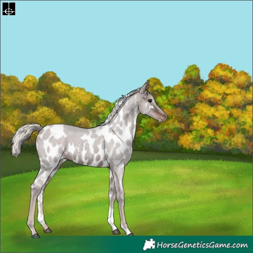 Horse Color:Silver Brown Roan Tobiano Skewed Appaloosa 
