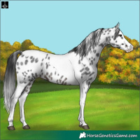 Horse Color:Brown Roan Splash Tobiano Skewed Appaloosa 