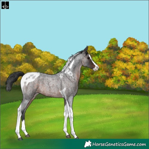 Horse Color:Brown Roan Splash Tobiano Skewed LP Spotted 